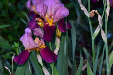 Güneşli yaz gününde bahçede büyüyen güzel irisler 