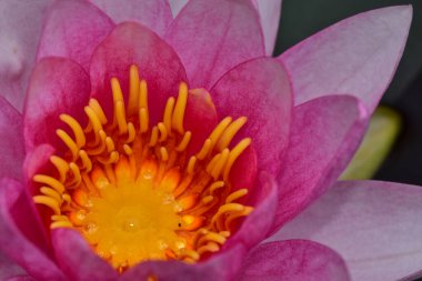 Güzel çiçek açan nilüfer çiçekleri yaz günü gölette büyür. 