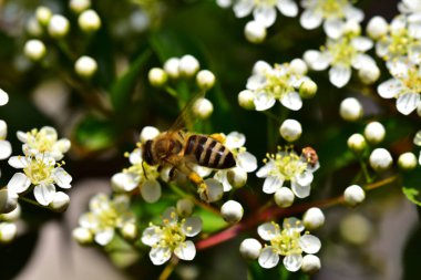 Güneşli bir günde bahçede yetişen güzel çiçekler. 