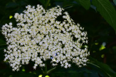 Güneşli bir günde bahçede büyüyen güzel çiçekler. 