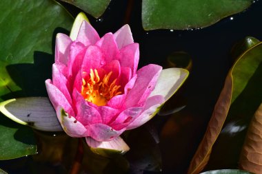 Güzel çiçek açan nilüfer çiçekleri yaz günü gölette büyür. 