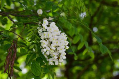 Çiçekli ağaç dalları, güzel çiçekler, yakın plan, bahar konsepti.  