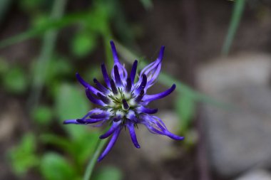 Güneşli bir günde bahçede büyüyen güzel çiçek. 