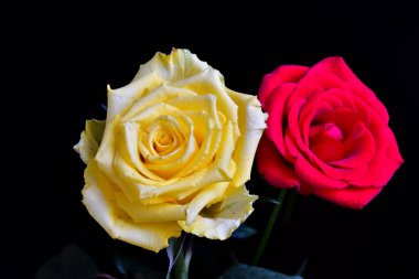 Koyu arkaplanda güzel güller, yaz konsepti, yakın manzara  