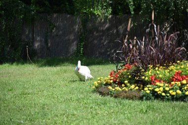 Yaz günü sahilde güzel şirin bir kuğu 