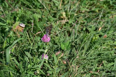 Güneşli bir günde bahçede büyüyen güzel çiçekteki kelebek. 