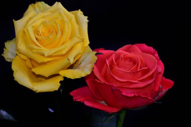 Koyu arkaplanda güzel güller, yaz konsepti, yakın manzara  