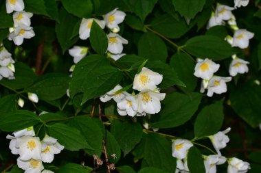 Yasemin çiçeği açan ağaç dalları, güzel çiçekler, yakın plan, bahar konsepti  