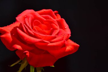 Koyu arkaplanda güzel bir gül, yaz konsepti, yakın görüş  