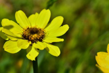 Güneşli bir günde bahçede büyüyen güzel çiçek. 