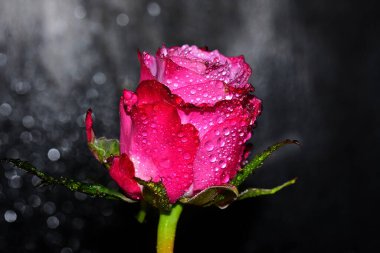 Güneşli bir günde bahçede yetişen güzel bir gül çiçeği. 