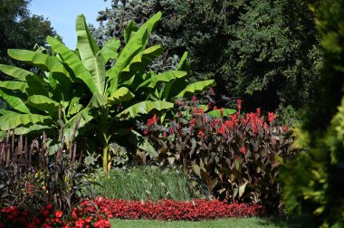 Güneşli bir günde bahçede büyüyen güzel çiçekler. 