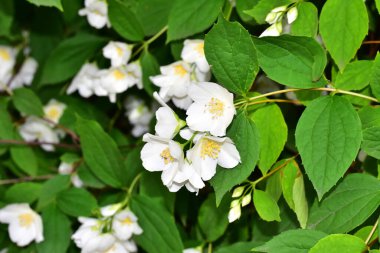 Yasemin çiçeği açan ağaç dalları, güzel çiçekler, yakın plan, bahar konsepti  