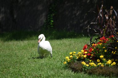 Yaz günü sahilde güzel şirin bir kuğu 
