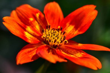 Güneşli bir günde bahçede büyüyen güzel çiçek. 