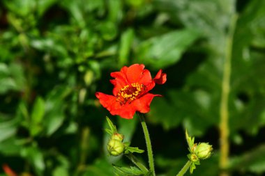 Güneşli bir günde bahçede büyüyen güzel çiçek. 