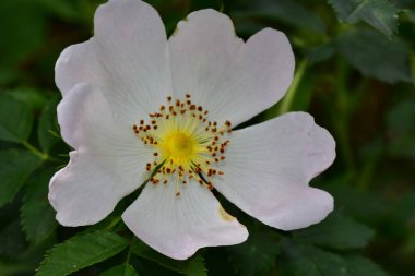 Koyu arkaplanda güzel bir gül, yaz konsepti, yakın görüş  