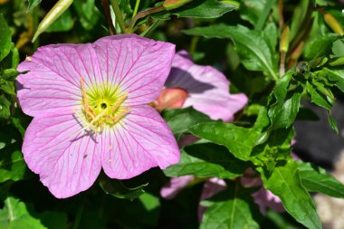 Güneşli bir günde bahçede büyüyen güzel çiçek. 