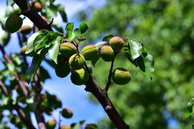 Kayısı yetiştiren kayısı ağacı, yaz konsepti, yakın görüş  