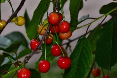 Olgun yeşil meyveli kiraz ağacı, yakın plan, bahar konsepti.  
