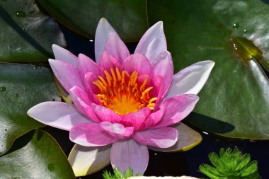 Güzel çiçek açan nilüfer çiçekleri yaz günü gölette büyür. 