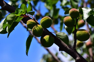 Kayısı yetiştiren kayısı ağacı, yaz konsepti, yakın görüş  