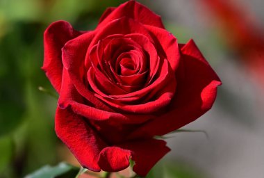 Koyu arkaplanda güzel bir gül, yaz konsepti, yakın görüş  