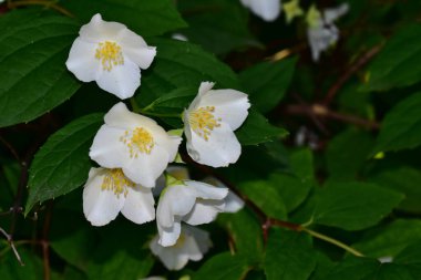 Yasemin çiçeği açan ağaç dalları, güzel çiçekler, yakın plan, bahar konsepti  
