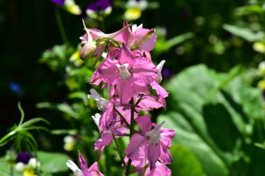 Güneşli bir günde bahçede büyüyen güzel çiçekler. 