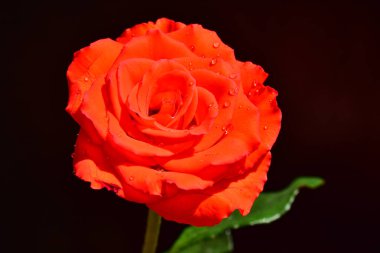 Koyu arkaplanda güzel bir gül, yaz konsepti, yakın görüş  