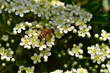 Güneşli bir günde bahçede yetişen güzel çiçekler. 