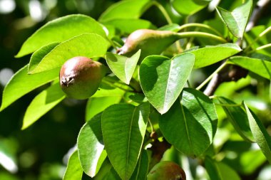 Olgunlaşmamış yeşil meyveli armut ağacı, yakın plan, bahar konsepti.  