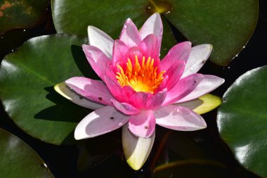 Güzel çiçek açan nilüfer çiçekleri yaz günü gölette büyür. 