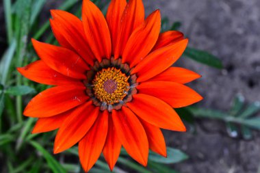 Güneşli bir günde bahçede büyüyen güzel çiçek. 