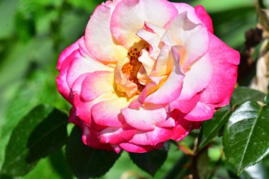 Koyu arkaplanda güzel bir gül, yaz konsepti, yakın görüş  