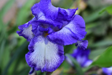 Güneşli yaz gününde bahçede büyüyen güzel göz. 
