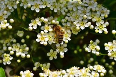 Güneşli bir günde bahçede yetişen güzel çiçekler. 