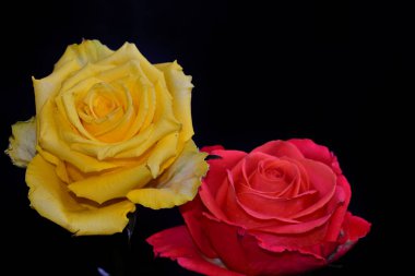 Koyu arkaplanda güzel güller, yaz konsepti, yakın manzara  