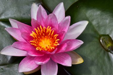 Güzel çiçek açan nilüfer çiçekleri yaz günü gölette büyür. 