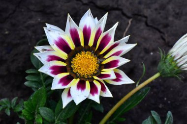 Güneşli bir günde bahçede büyüyen güzel çiçekler. 