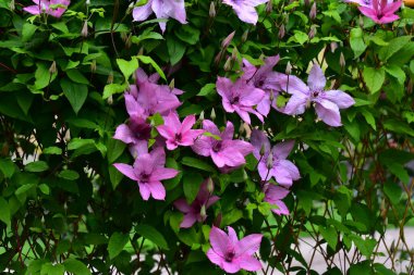 Güzel Clematis çiçekleri yazın güneşli bir günde bahçede yetişir. 