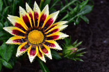 Güneşli bir günde bahçede büyüyen güzel çiçek. 