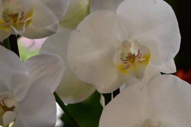 Koyu arkaplanda güzel orkide çiçekleri, yaz konsepti, yakın görüş  