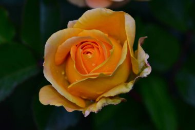 Koyu arkaplanda güzel bir gül, yaz konsepti, yakın görüş  