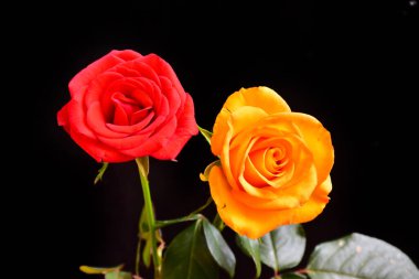 Koyu arkaplanda güzel güller, yaz konsepti, yakın manzara  