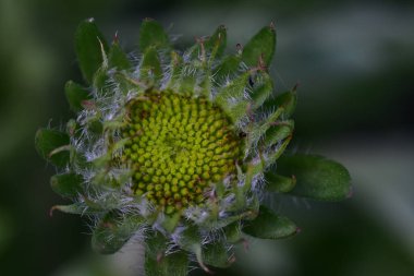 Güneşli bir günde bahçede büyüyen güzel çiçek. 