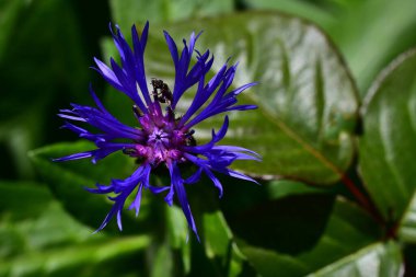 Güneşli bir günde bahçede büyüyen güzel çiçek. 