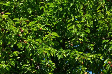 Olgunlaşmamış yeşil meyveli armut ağacı, yakın plan, bahar konsepti.  