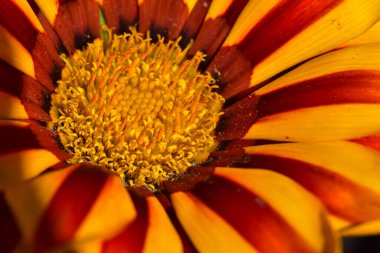 Güneşli bir günde bahçede büyüyen güzel çiçek. 