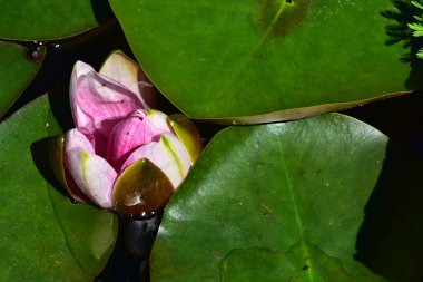 Güzel çiçek açan nilüfer çiçekleri yaz günü gölette büyür. 